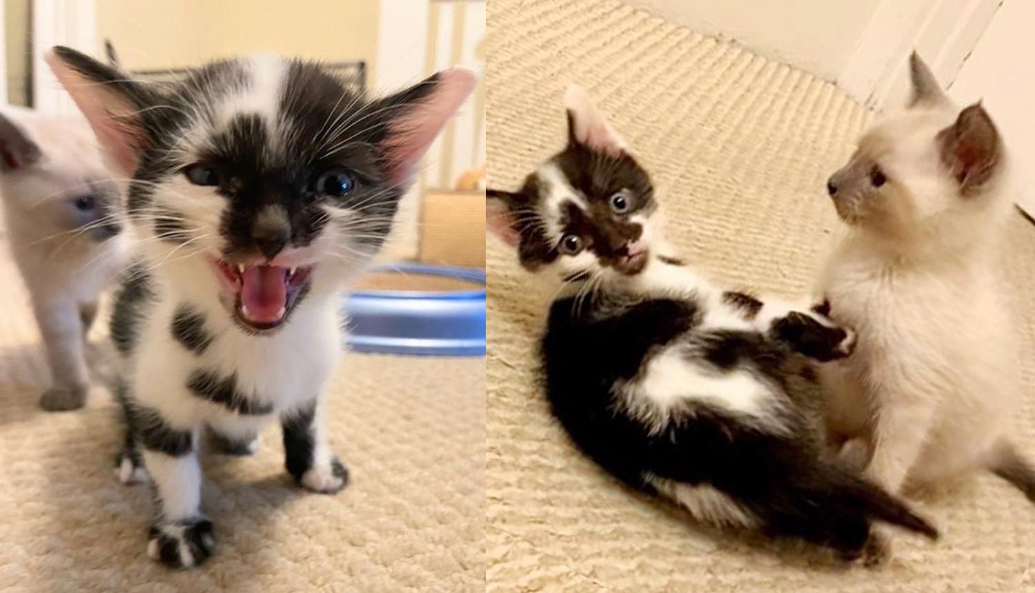 Kittens Wobble Everywhere They Go and Don't Let Anything Stop Them from