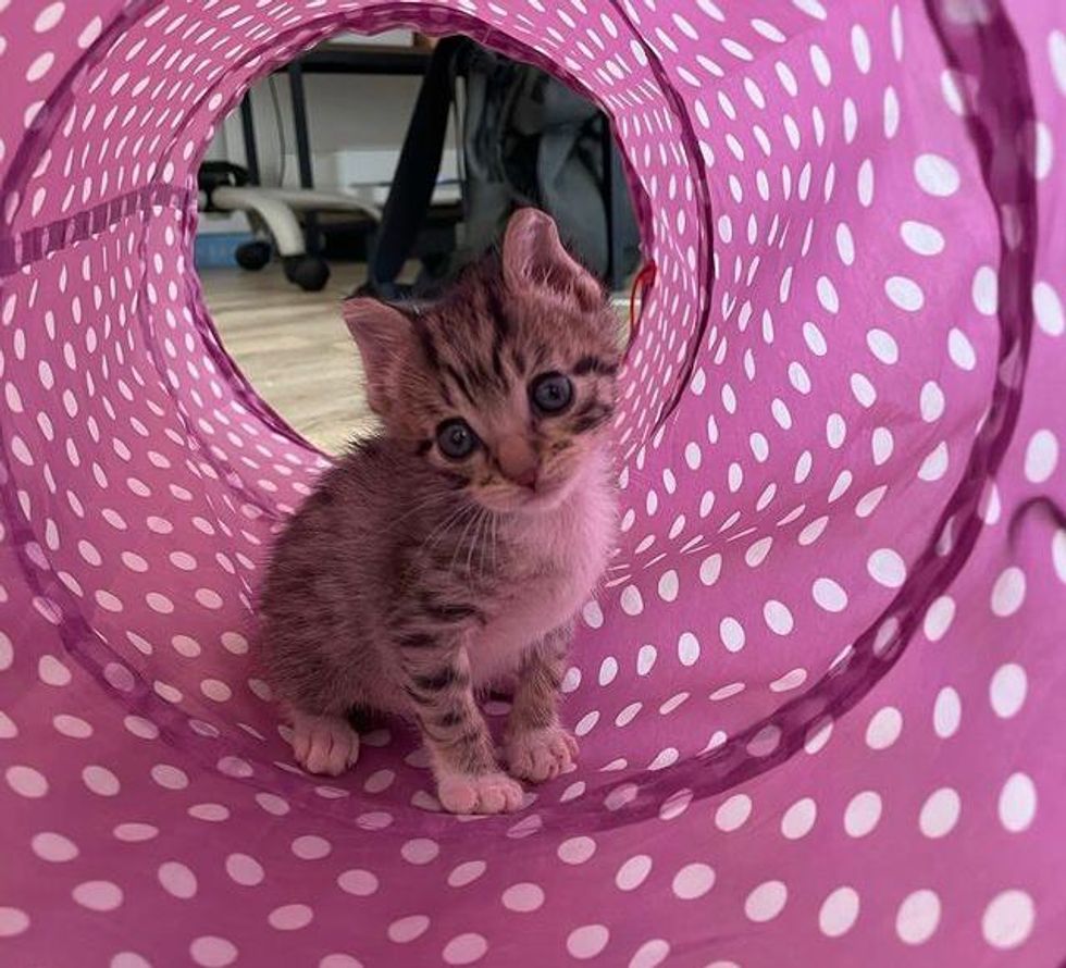 Kitten with 'Elf Ears' Has a Full Belly for the First Time and Turns
