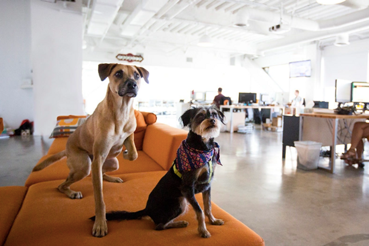 The Post-Pandemic Pet-Friendly Workplace