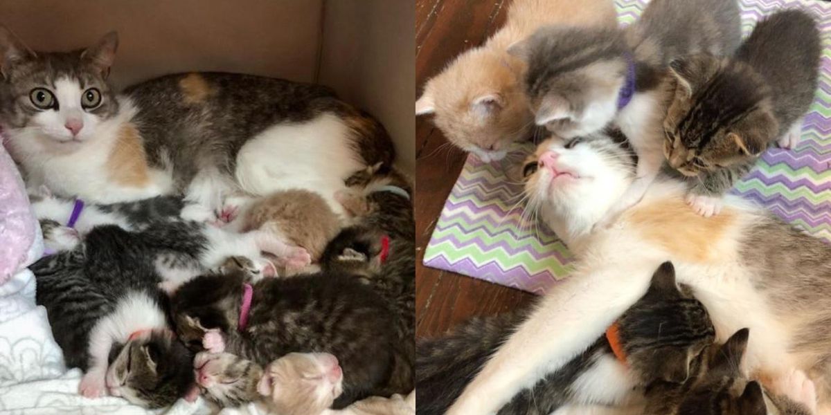 Stray Cat Adopts a Litter of Kittens and Raises Them Alongside Her Own
