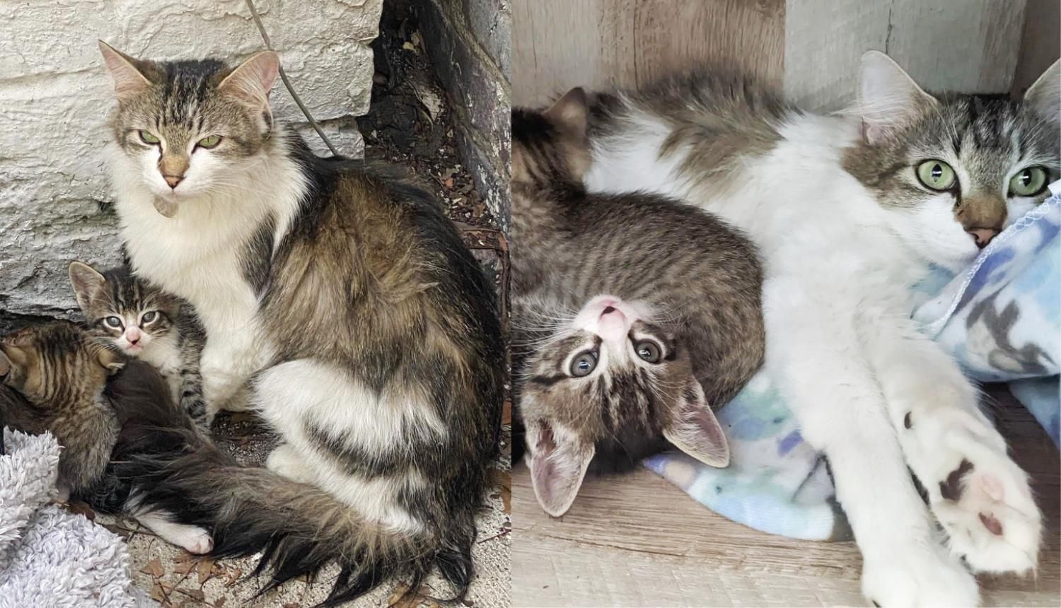 Cat Comes Up to Kind People that Found Her with Kittens, and Decides to