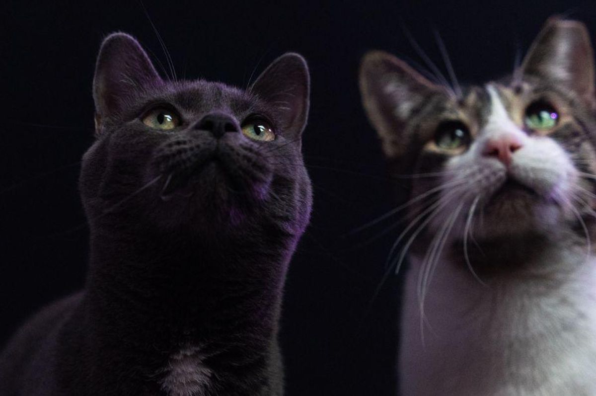 Two beloved cats had to be rehomed, and their full-circle story is bringing people to tears