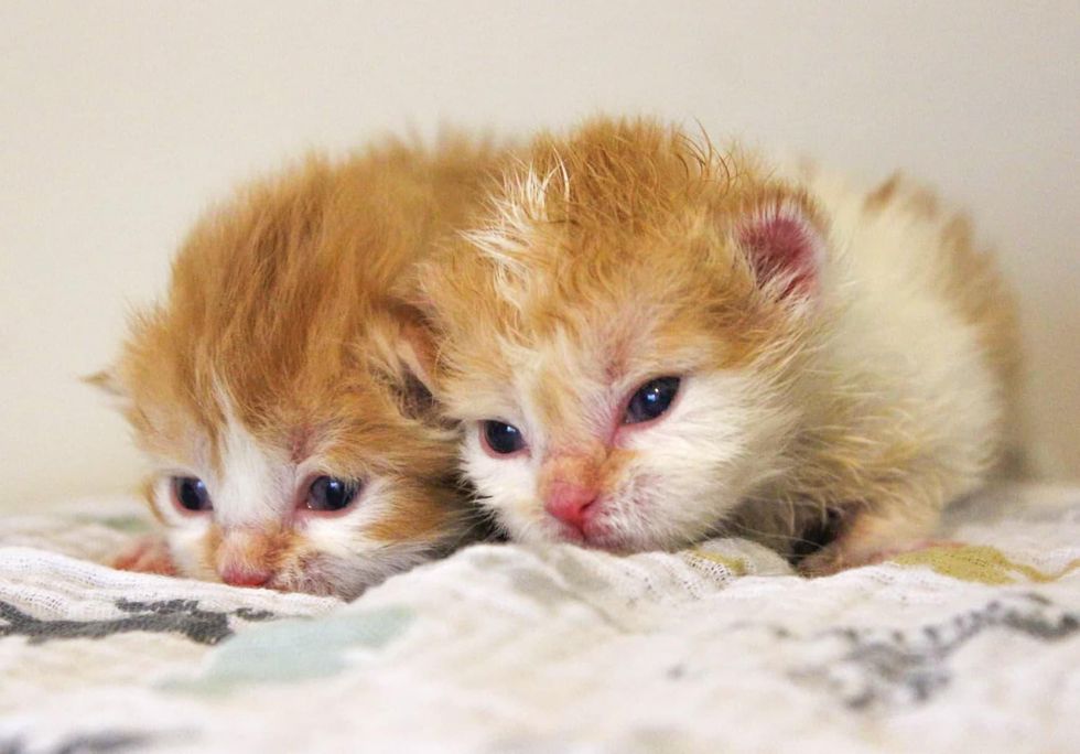 Kittens Born Days Apart So Happy to Be Back Together and Won't Let Each