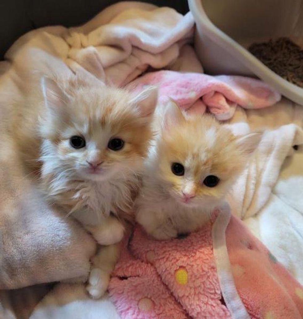 Kittens Born Days Apart So Happy to Be Back Together and Won't Let Each