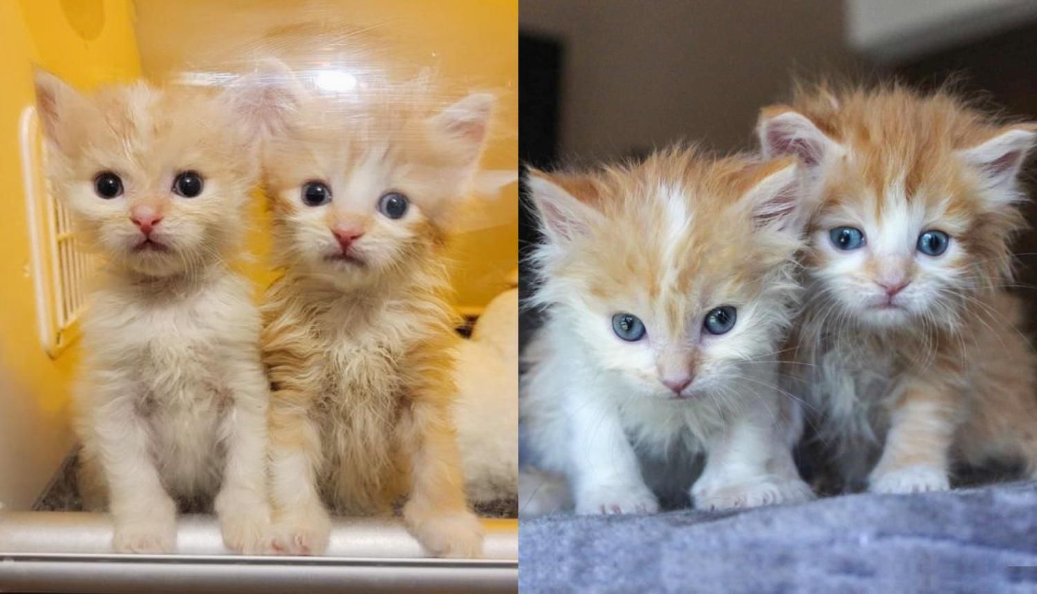 Kittens Born Days Apart So Happy to Be Back Together and Won't Let Each Other Out of Sight