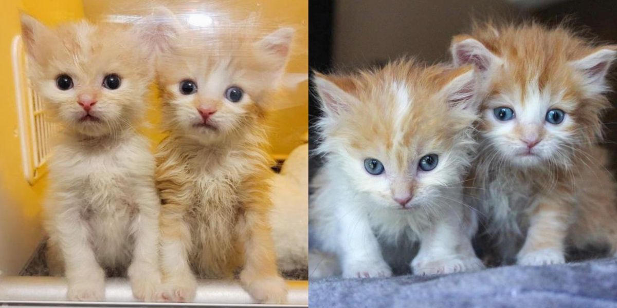 Kittens Born Days Apart So Happy to Be Back Together and Won't Let Each