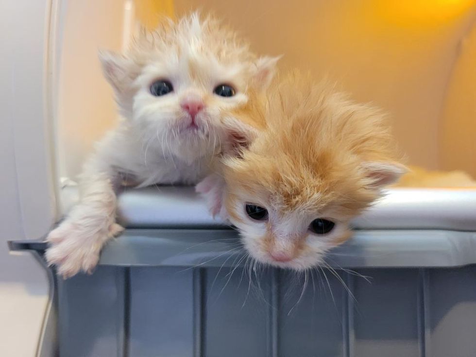 Kittens Born Days Apart So Happy to Be Back Together and Won't Let Each