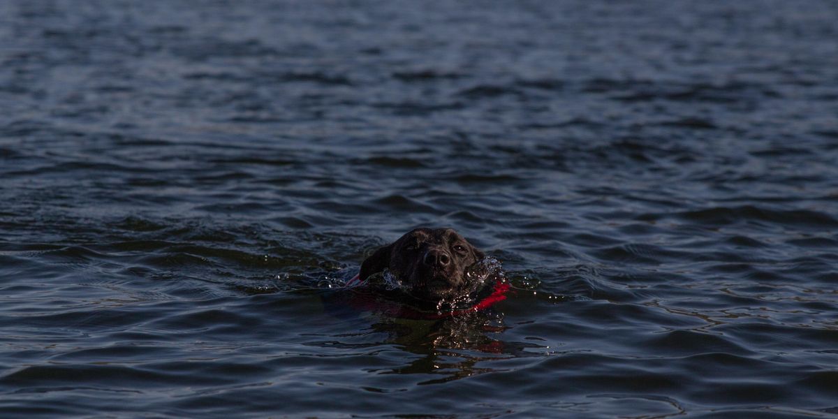 lost dog; dog overboard; dog reunited