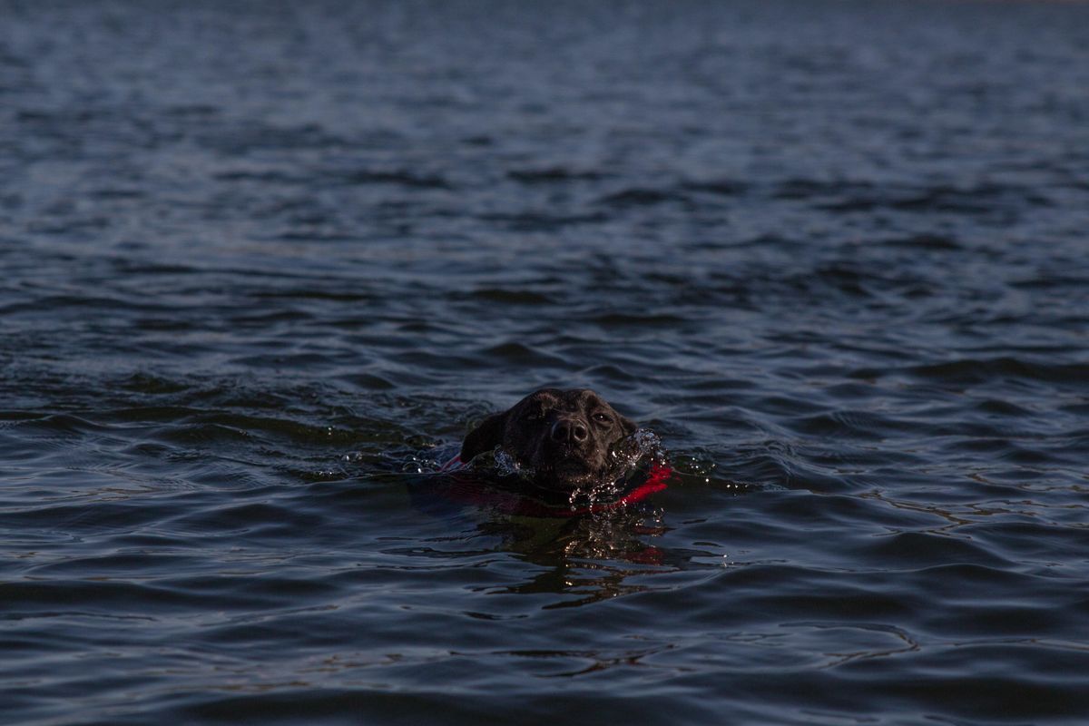 lost dog; dog overboard; dog reunited