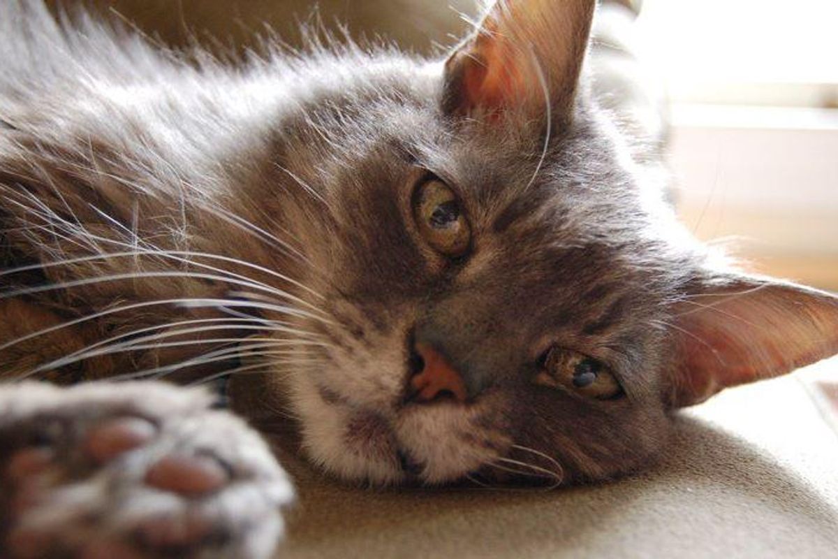 cat-sitter, house-sitter, australia