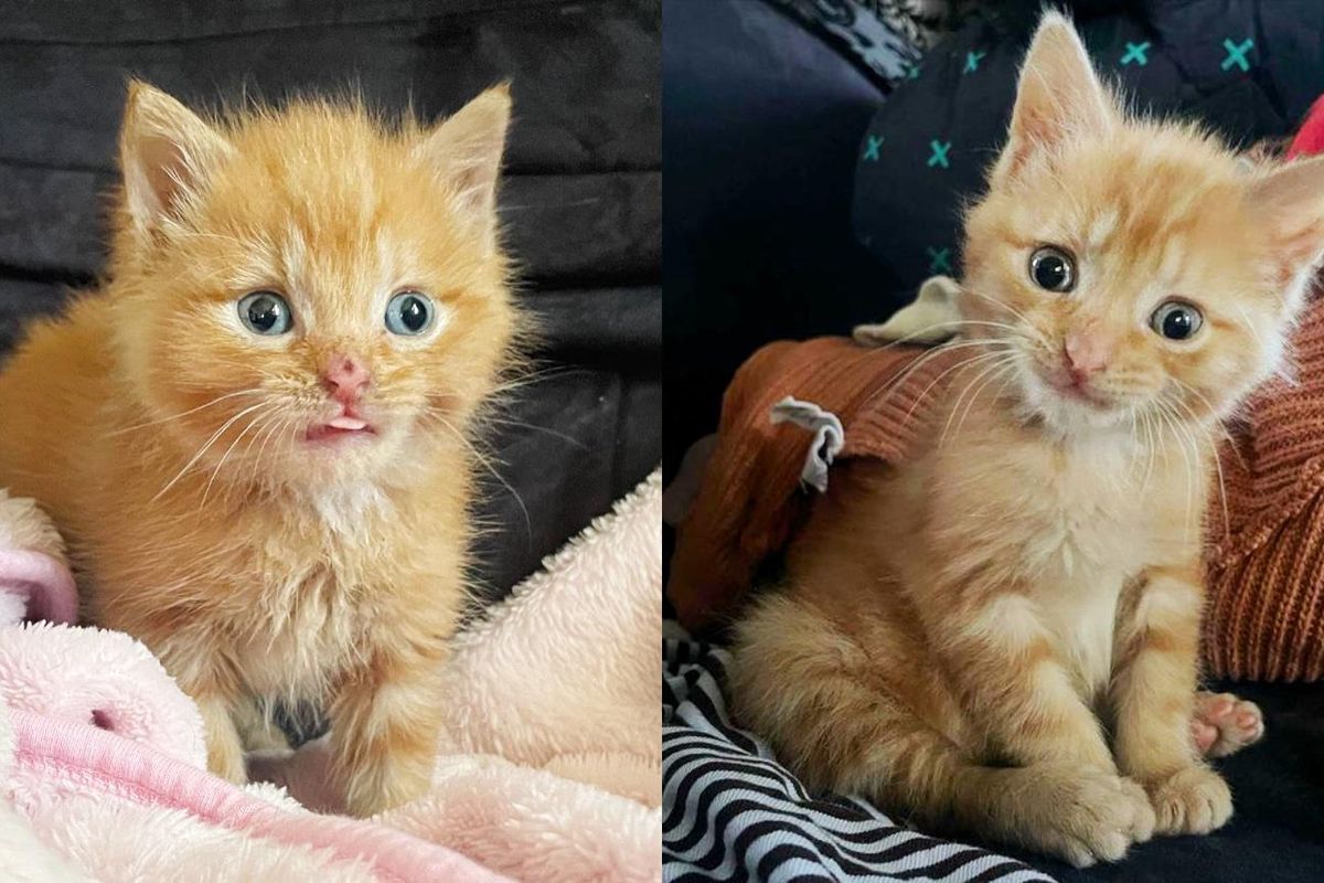 Kitten Who Was Alone Wandering Outside, Now Purrs Blissfully Indoors and Melts Every Heart He Comes Across