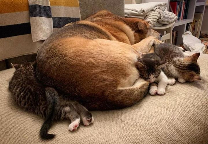 dog kittens napping