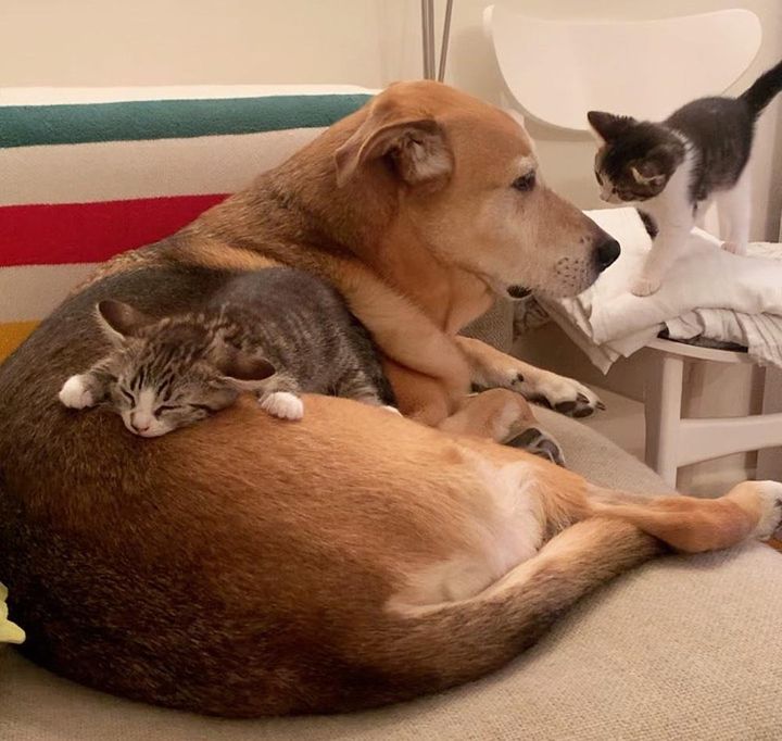 dog naps kittens