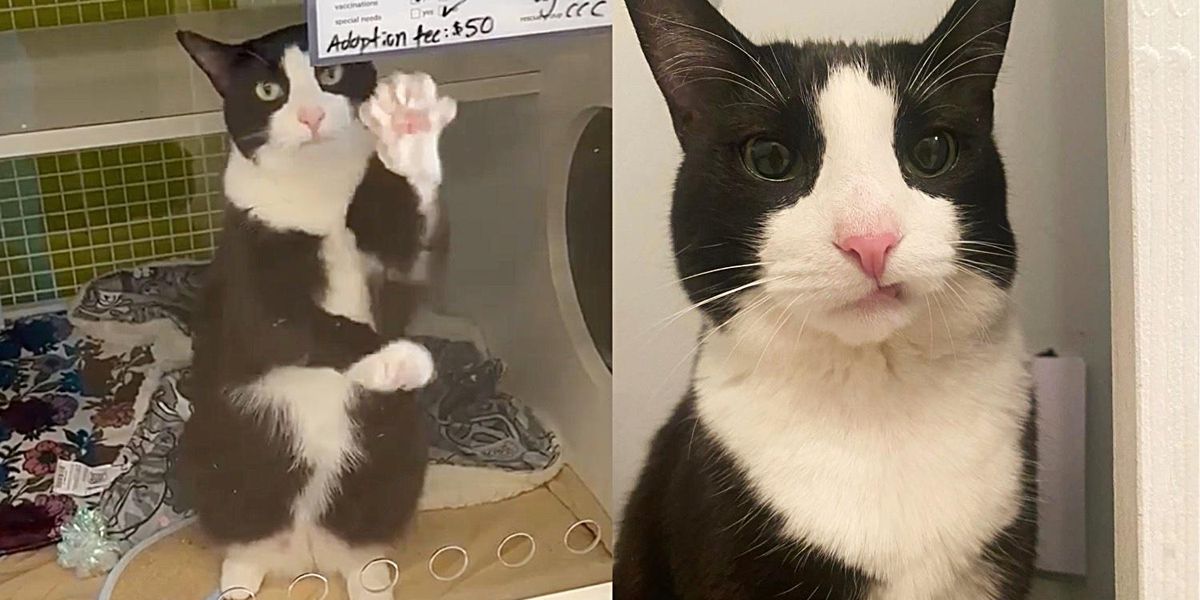 10yearold Cat Gets Up on Her Hind Paws and Waves to Get People to