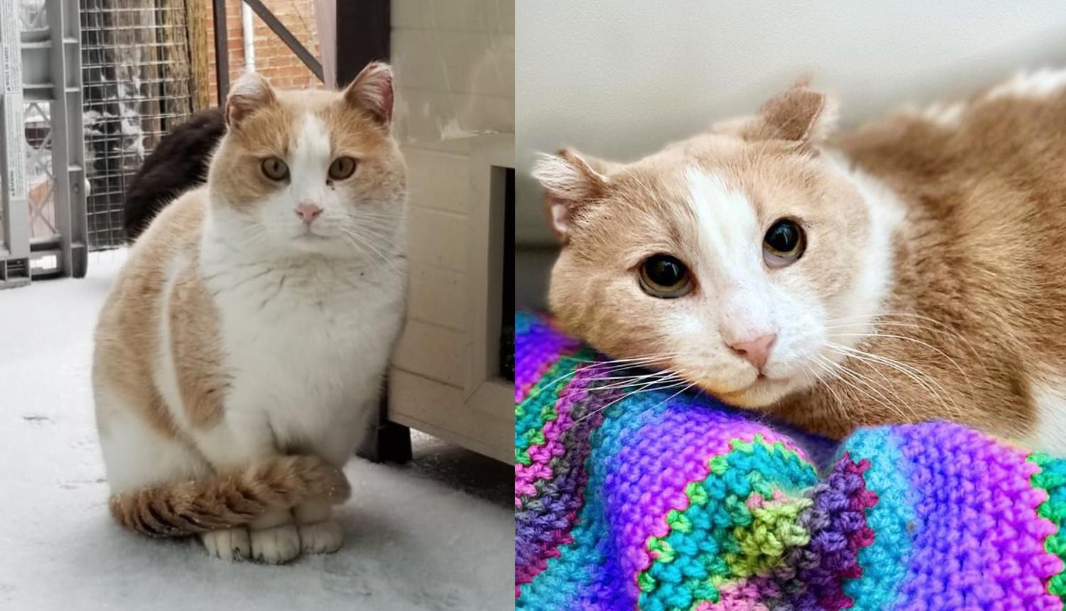 Cat Roaming the Streets Most His Life, Shows Up Outside a Window As He