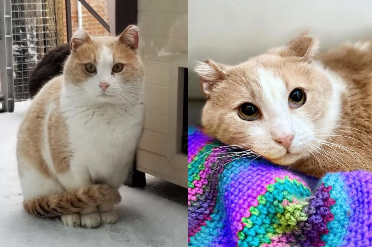 Cat Roaming the Streets Most His Life, Shows Up Outside a Window As He's Ready for Change