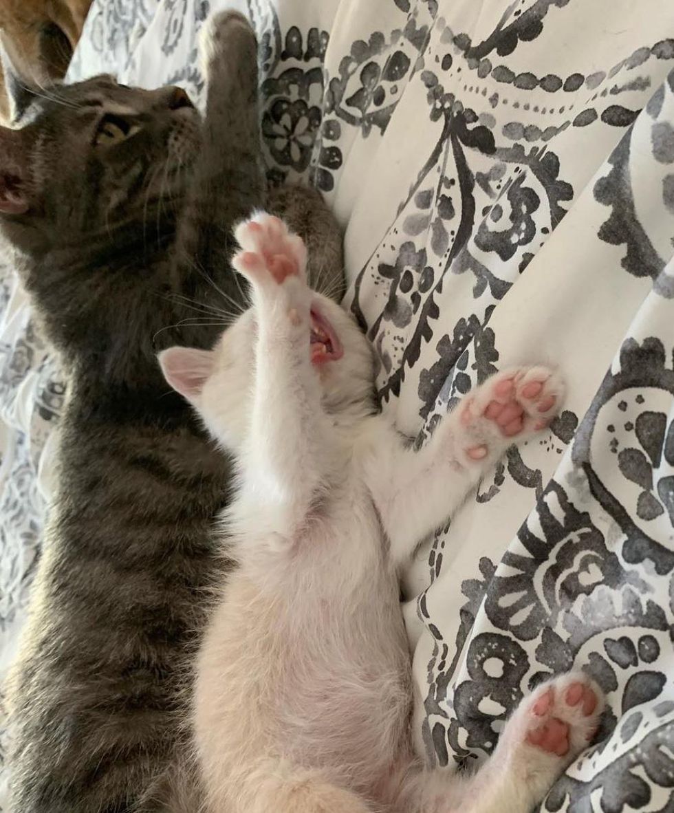 Kitten Who was Spotted Outside an Office, Comes Wobbling to a Cat and