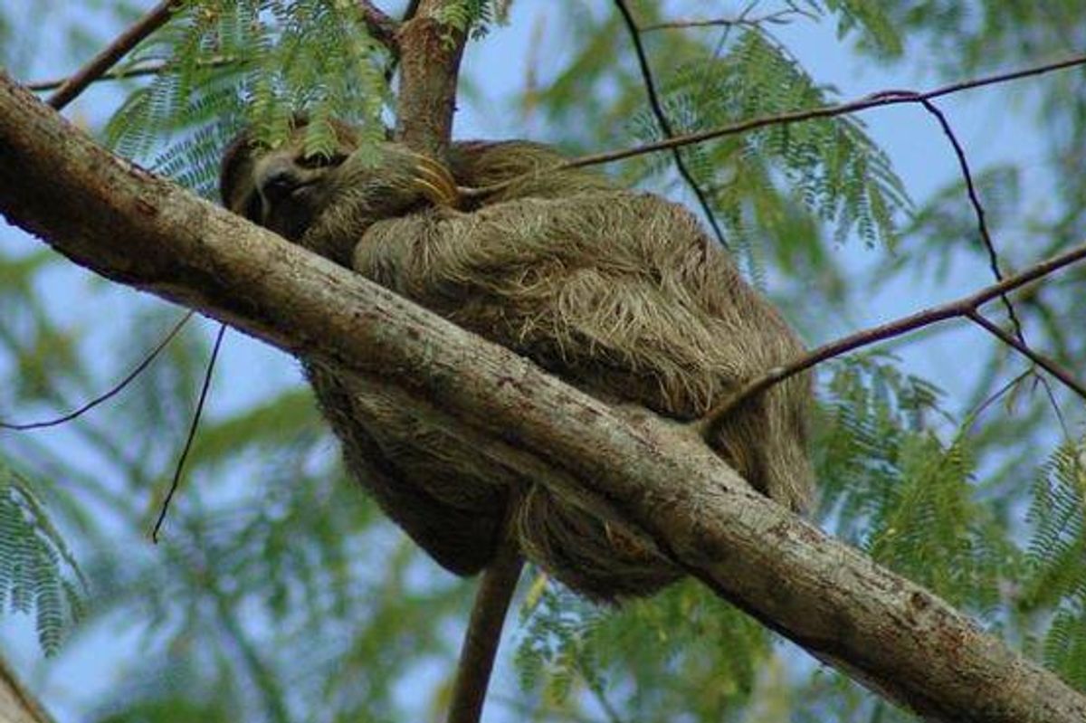 sloth, costa rica, sloth baby