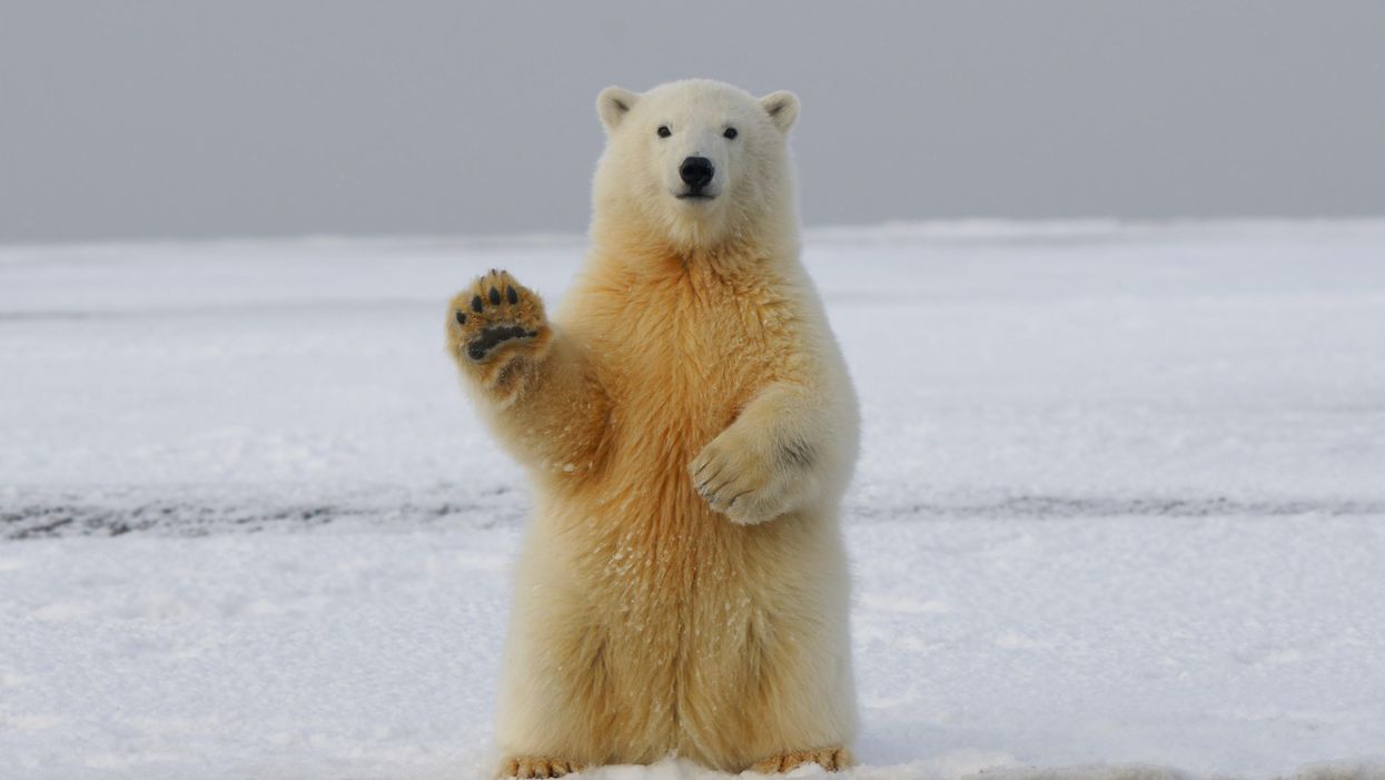 People Share The Most Obscure Animal Facts They Know