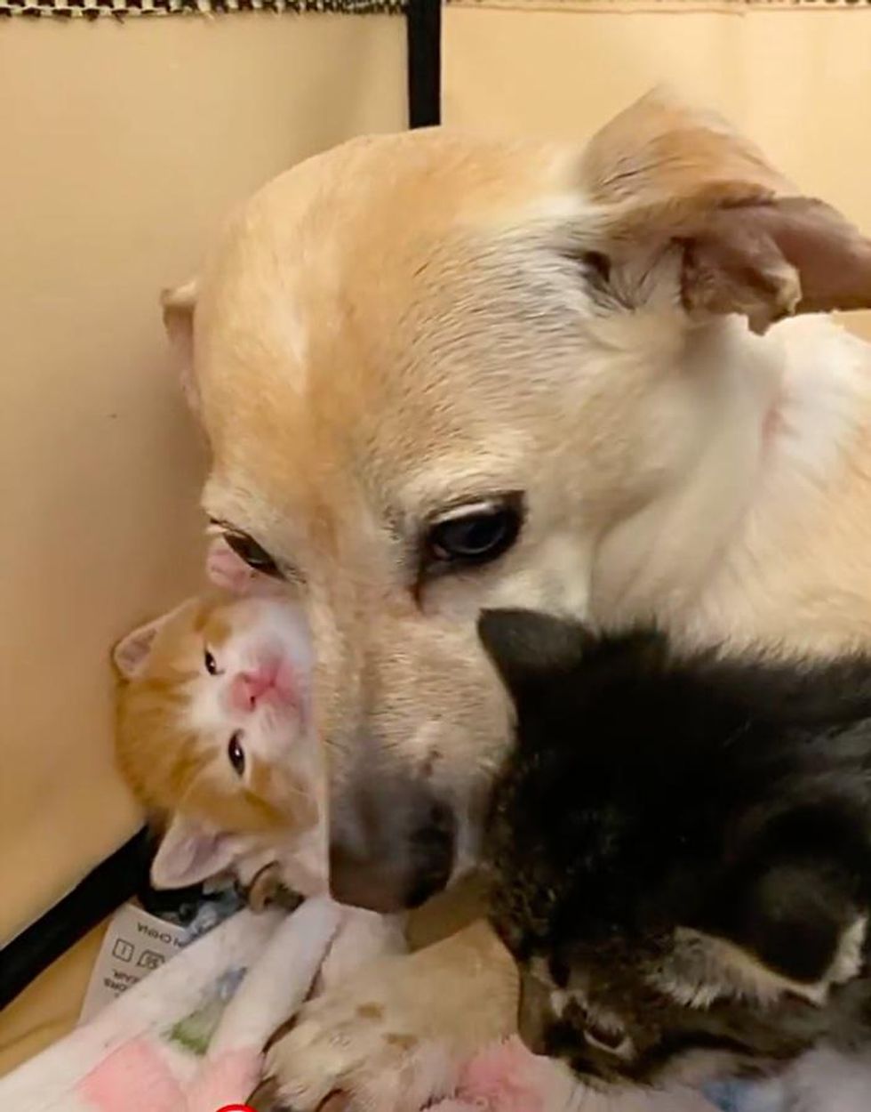 Cat Befriends Family Dog Who Decides to Help Babysit Her Demanding ...