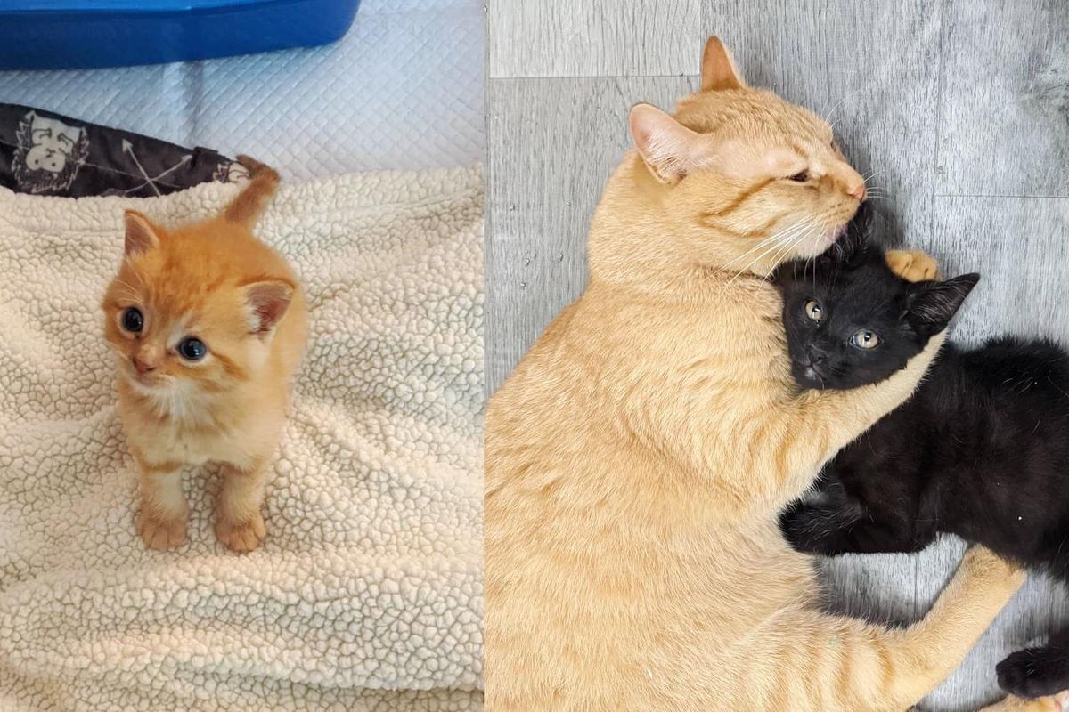 Kitten Found on Road Side During Rain Gains Confidence and Decides to Help Other Cats in Need