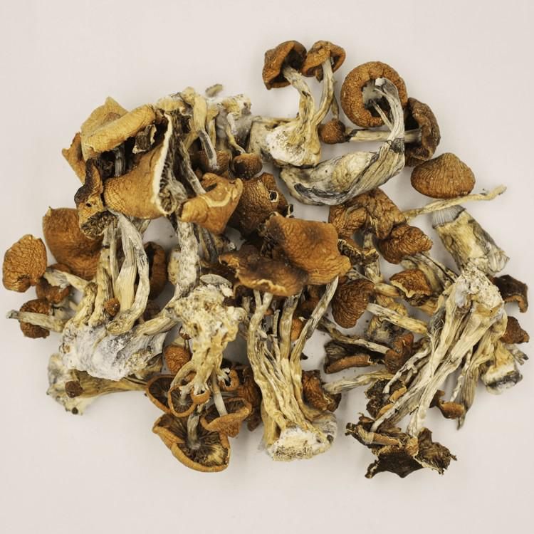 Psilocybe Cubensis B+: Beginner's Ultimate Magic Mushroom