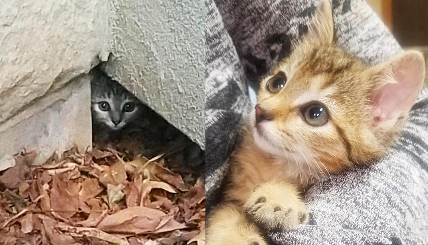 Kitten Hides in a Hole in the Wall Until Kind Person Comes to Her Help