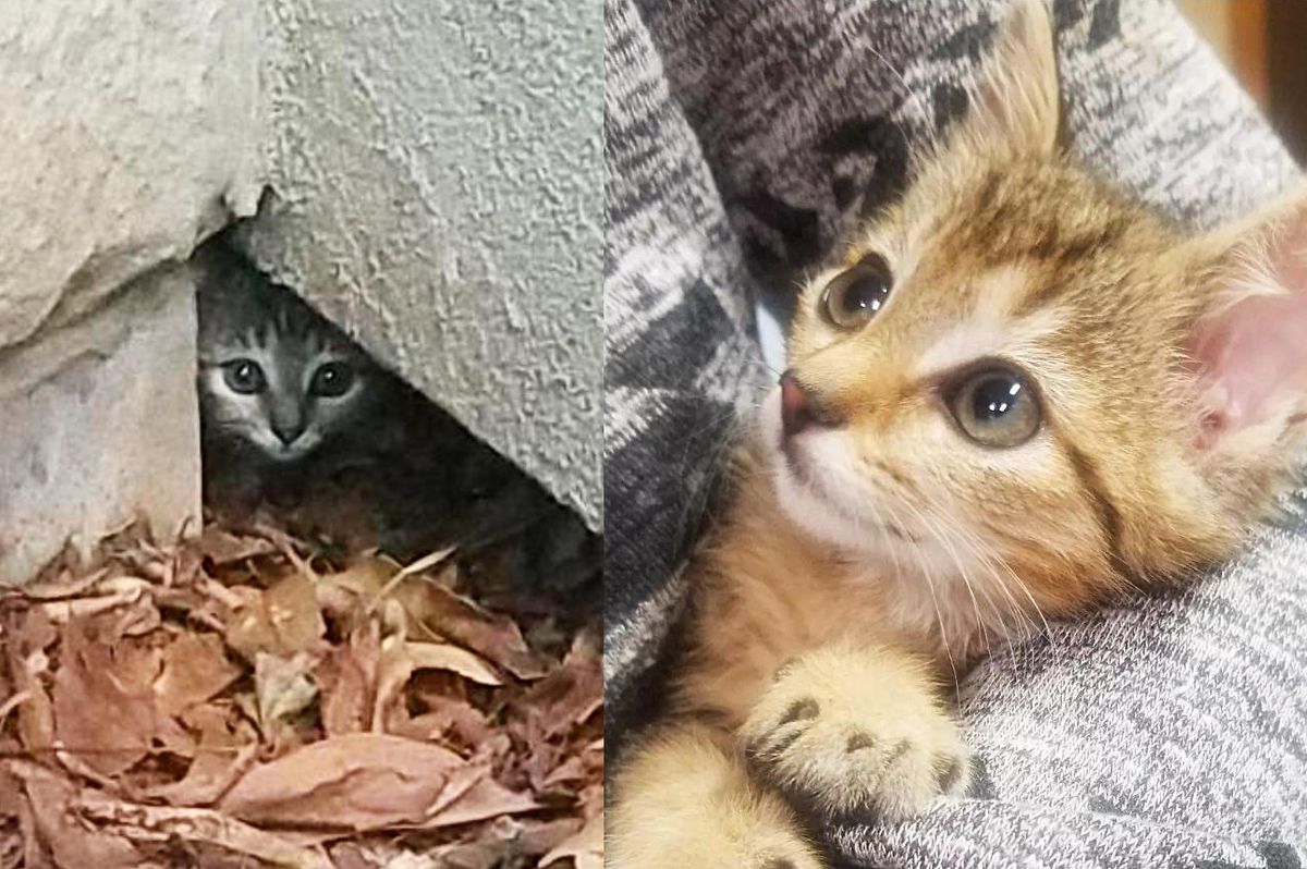 Kitten Hides in a Hole in the Wall Until Kind Person Comes to Her Help, She Just Wants to Be Held