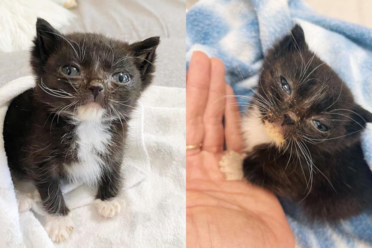 Kitten Scooped Up from the Middle of a Sidewalk, Snuggles in His Person's Hand, He is Incredibly Small