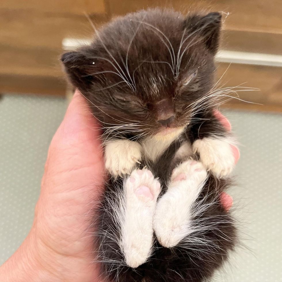 Kitten Scooped Up from the Middle of a Sidewalk, Snuggles in His Person ...