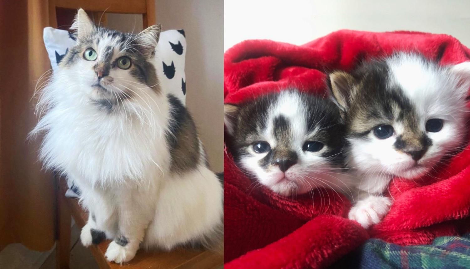 Cat Finds Comfy Place After Roaming Outside for Years, She Has 2