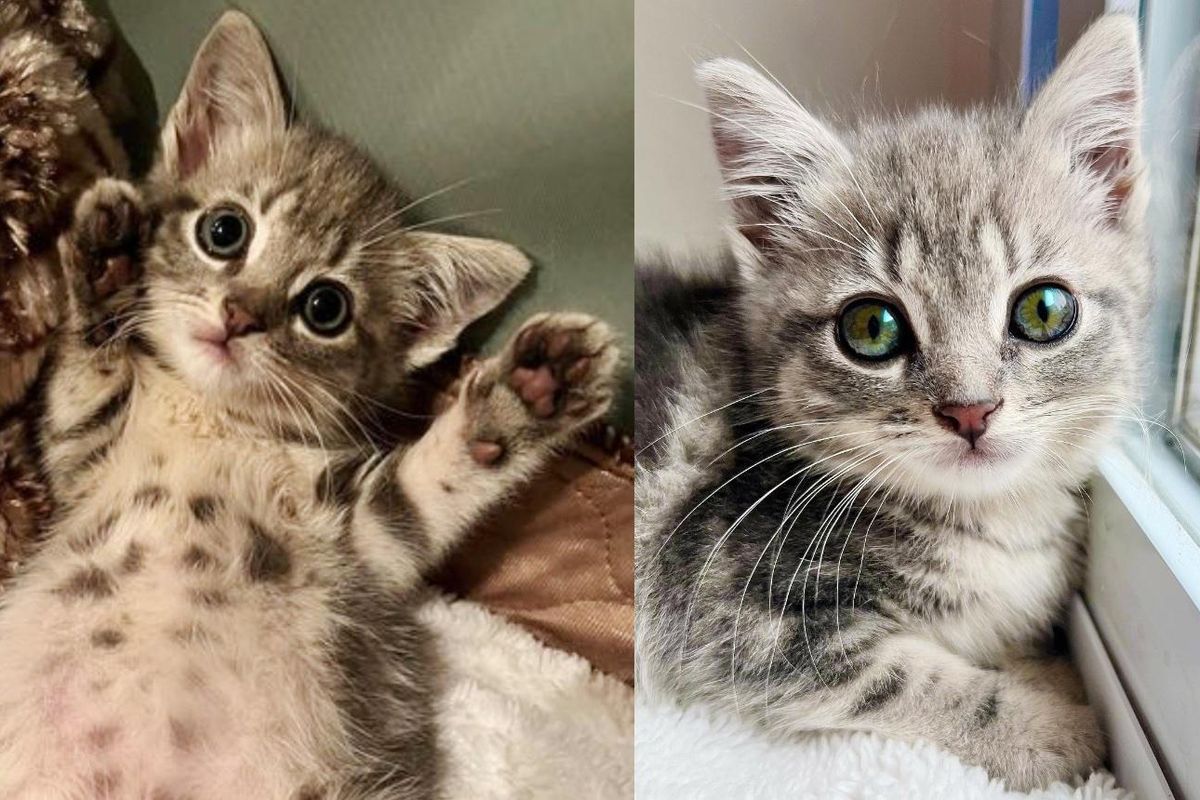 Kitten Found Crawling Outside in a Yard, Sets Her Mind to Scampering and Playing Like Any Other Cat