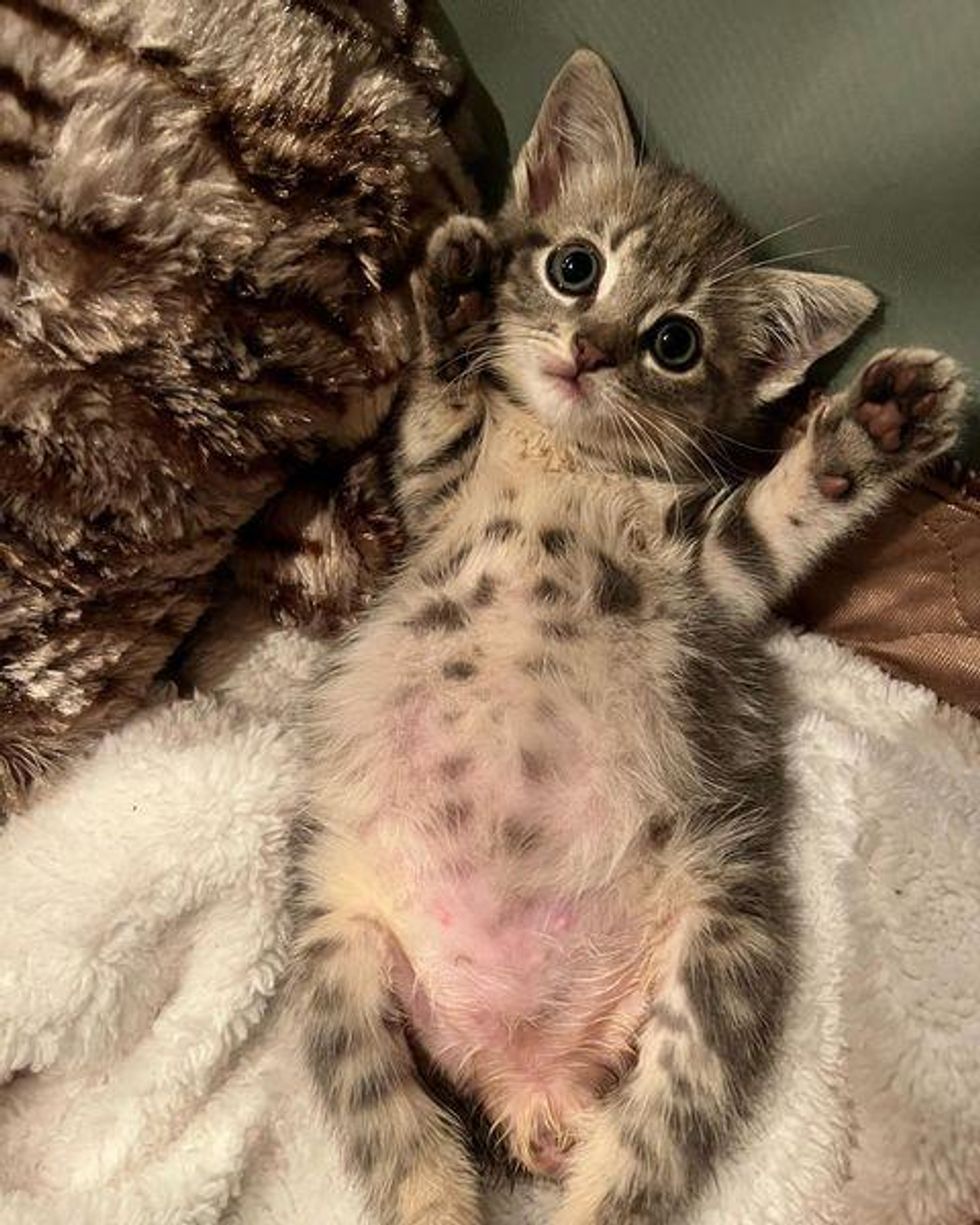 kitten belly paws