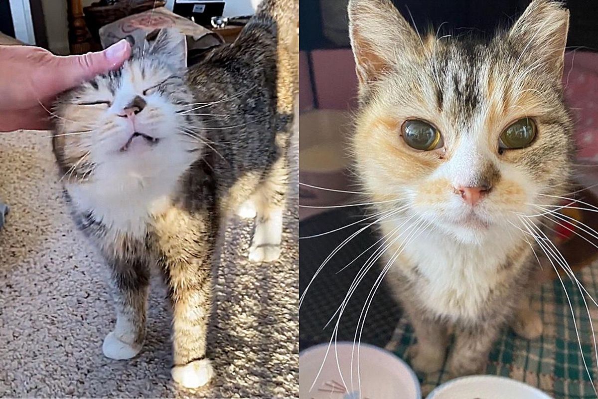 Cat Lived on the Street Her Whole Life, Scooped Up by Kind-hearted Man Who Discovers She is Blind