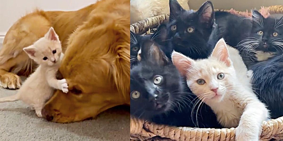 Kitten is So Eager for Attention She Starts Hugging Every Cat and Dog