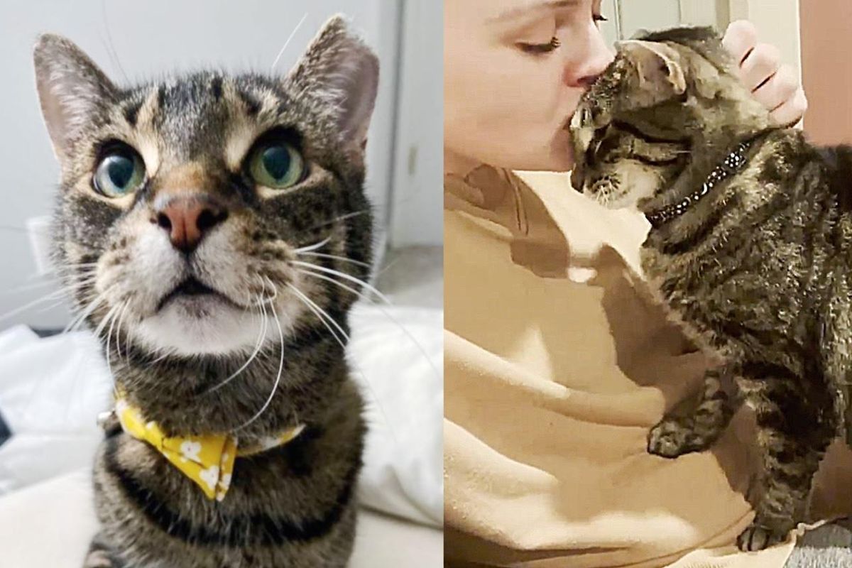 Cat Hops onto Warm Laps Each Day and Has Waited Nearly a Year for Someone to Take Her Home