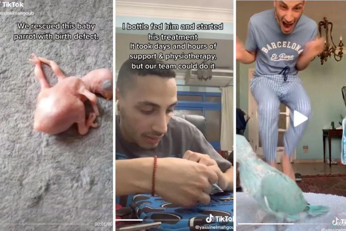 He rescued a baby parrot with birth defects. His reaction to its first steps is priceless.