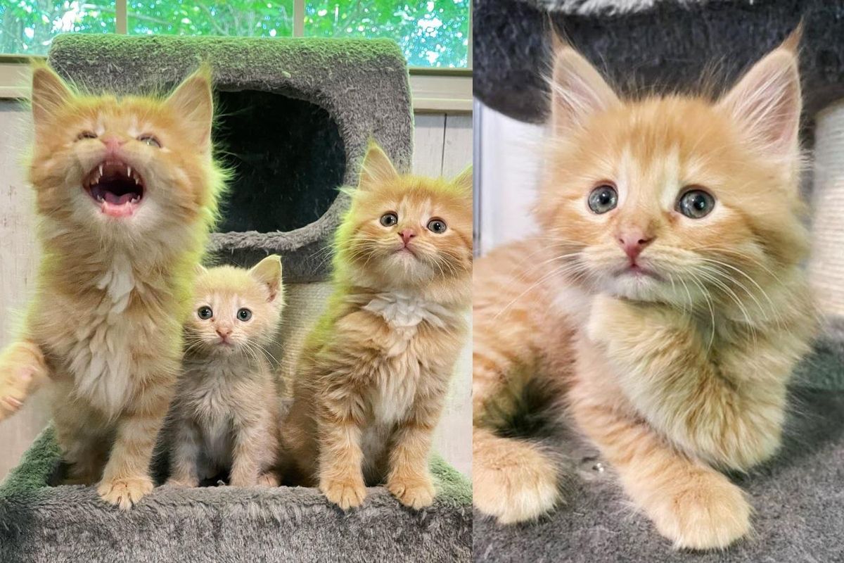 Three Kittens Realize They No Longer Need to Hide, They Find Courage and Start to Purr