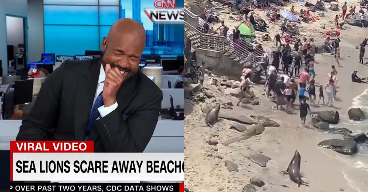 CNN Anchor Laughs So Hard He Can Barely Speak During Report On Sea Lions Chasing Beachgoers