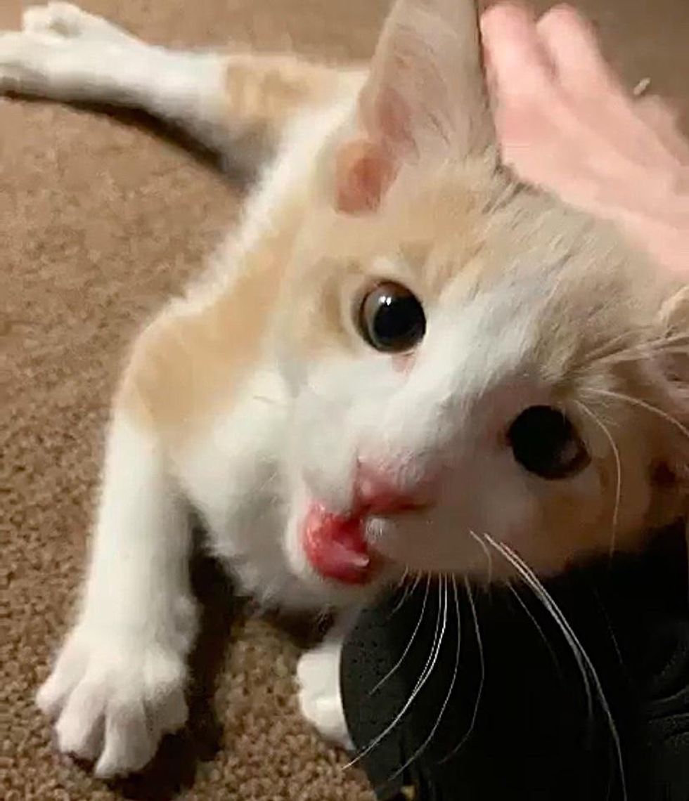 Kitten with Happiest 'Smile' Wobbles into Arms of a Shelter Employee
