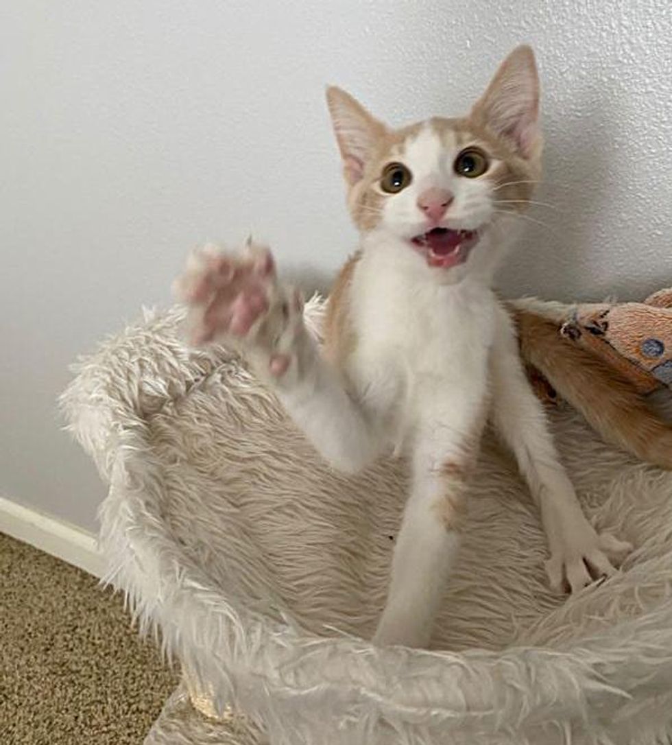 Kitten with Happiest 'Smile' Wobbles into Arms of a Shelter Employee