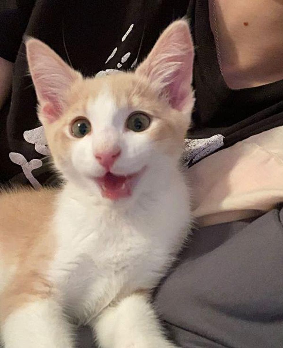 Kitten with Happiest 'Smile' Wobbles into Arms of a Shelter Employee