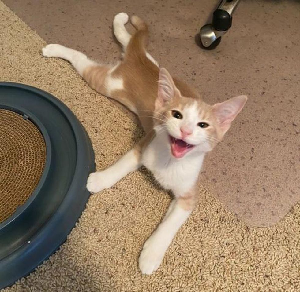 Kitten with Happiest 'Smile' Wobbles into Arms of a Shelter Employee