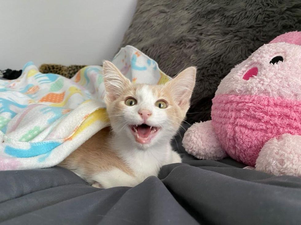 Kitten with Happiest 'Smile' Wobbles into Arms of a Shelter Employee