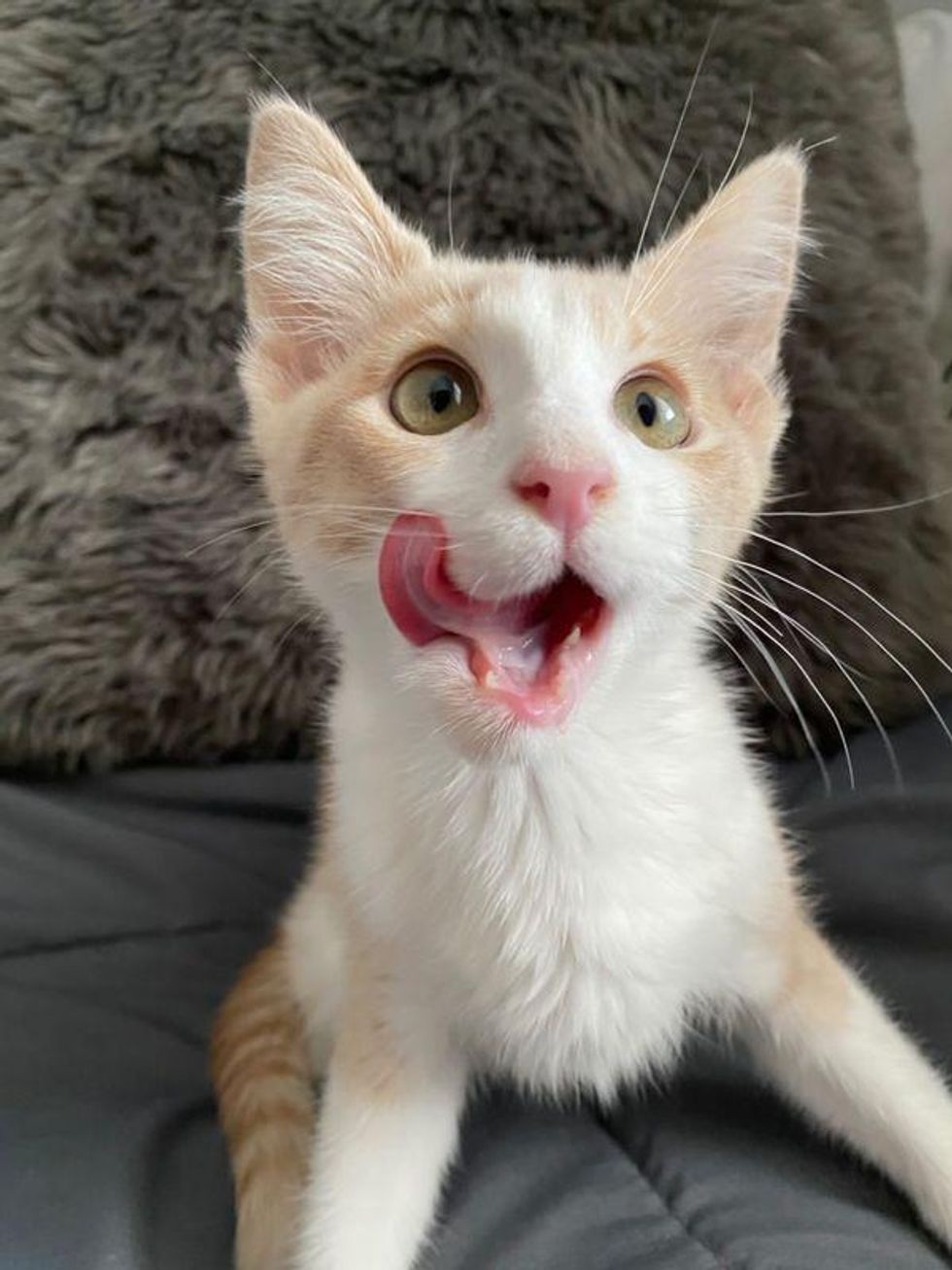 Kitten with Happiest 'Smile' Wobbles into Arms of a Shelter Employee