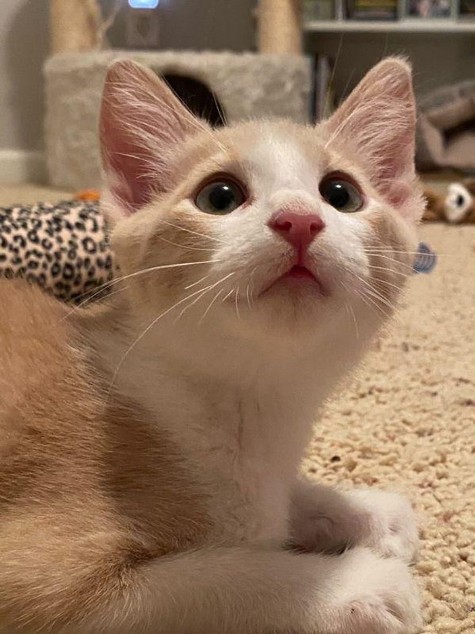 Kitten with Happiest 'Smile' Wobbles into Arms of a Shelter Employee