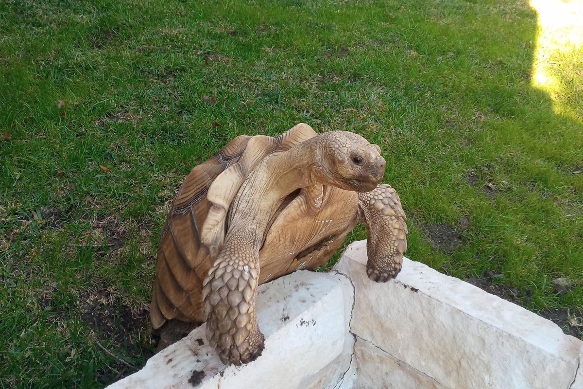 The adventures of Bruce: Beloved tortoise unites community search effort