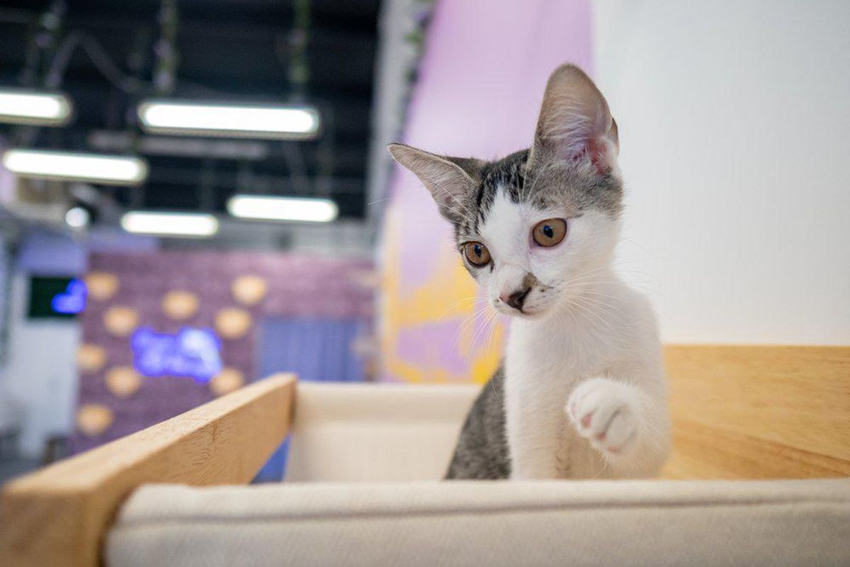 South Lamar is getting the cat cafe it always kneaded