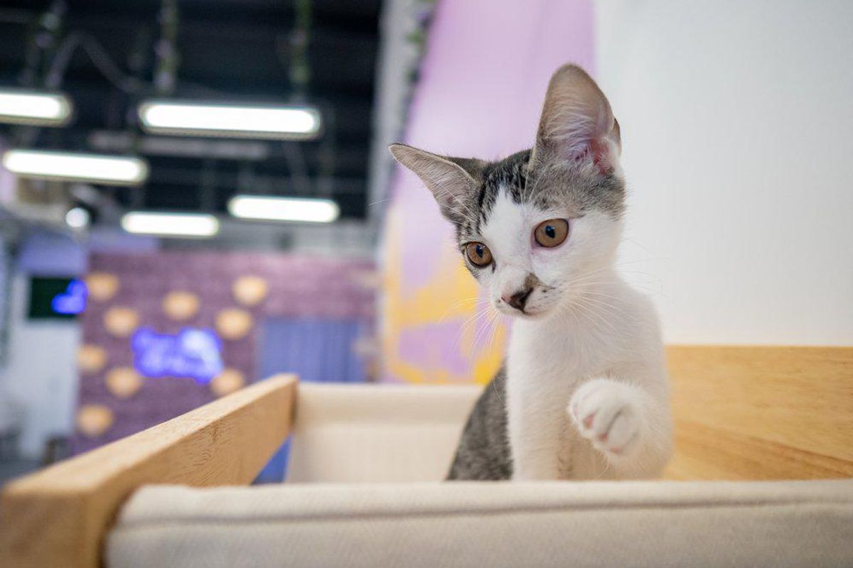 South Lamar is getting the cat cafe it always kneaded