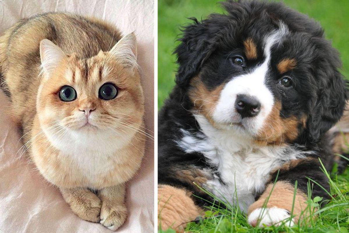 what tail wags mean, different cat purrs, if pets could talk
